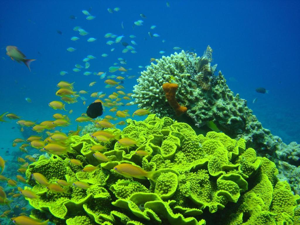 Hotel Red Sea Dive Center à Aqaba Extérieur photo