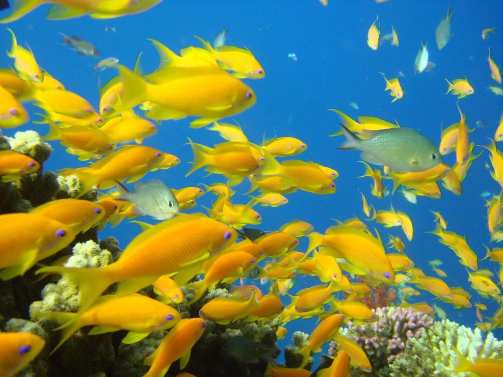 Hotel Red Sea Dive Center à Aqaba Extérieur photo