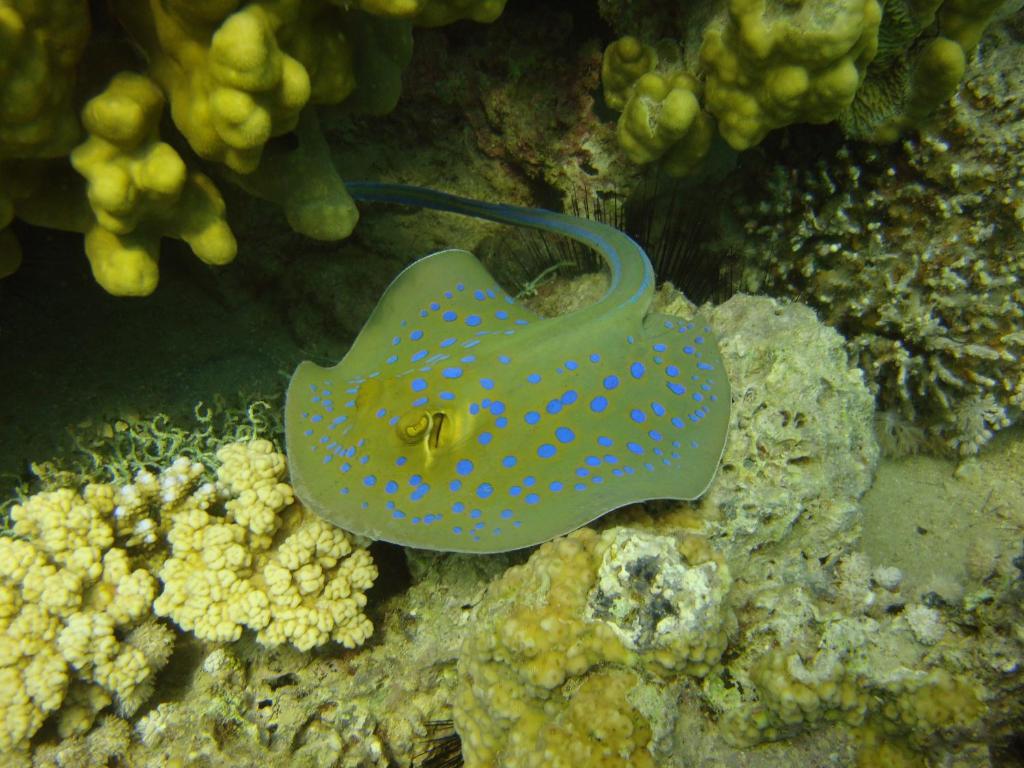 Hotel Red Sea Dive Center à Aqaba Extérieur photo