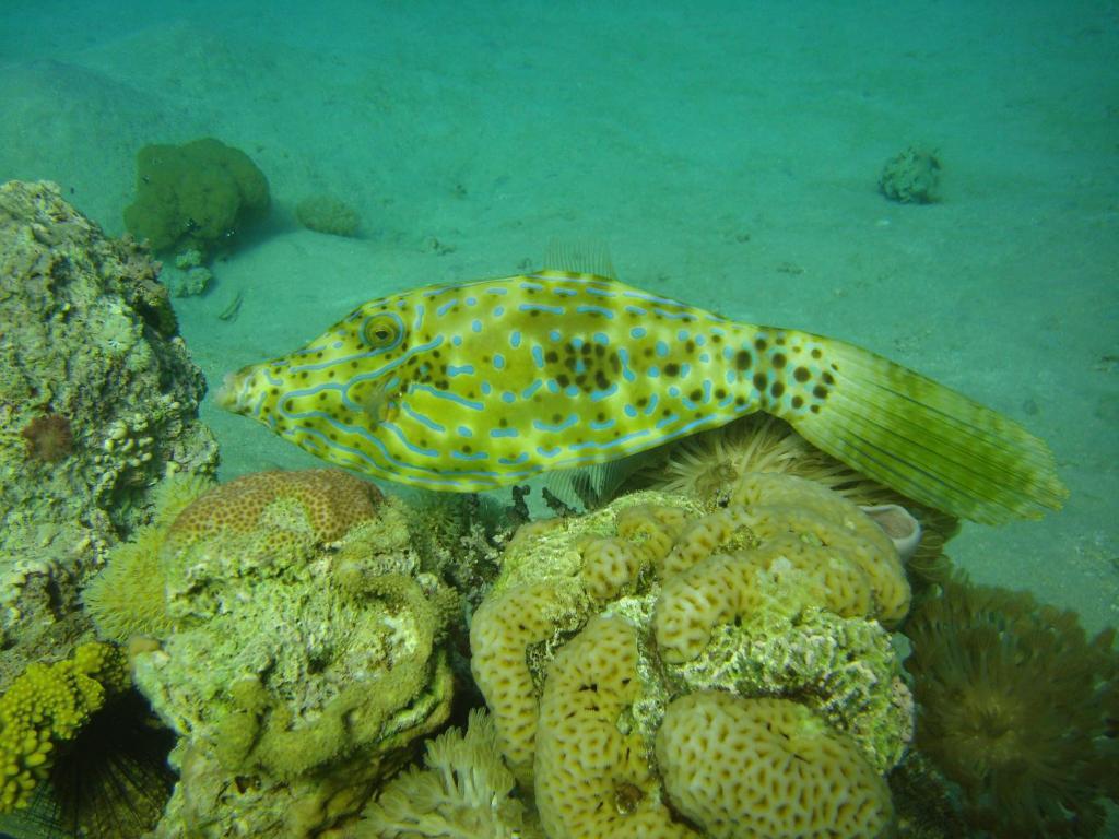 Hotel Red Sea Dive Center à Aqaba Extérieur photo