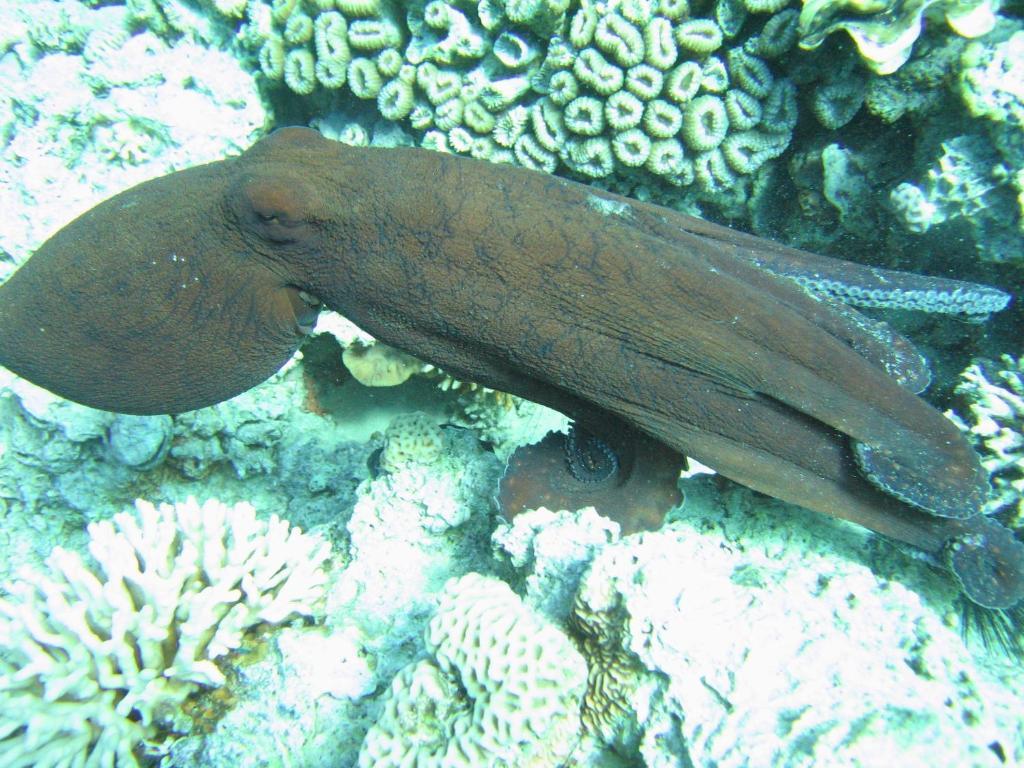 Hotel Red Sea Dive Center à Aqaba Extérieur photo