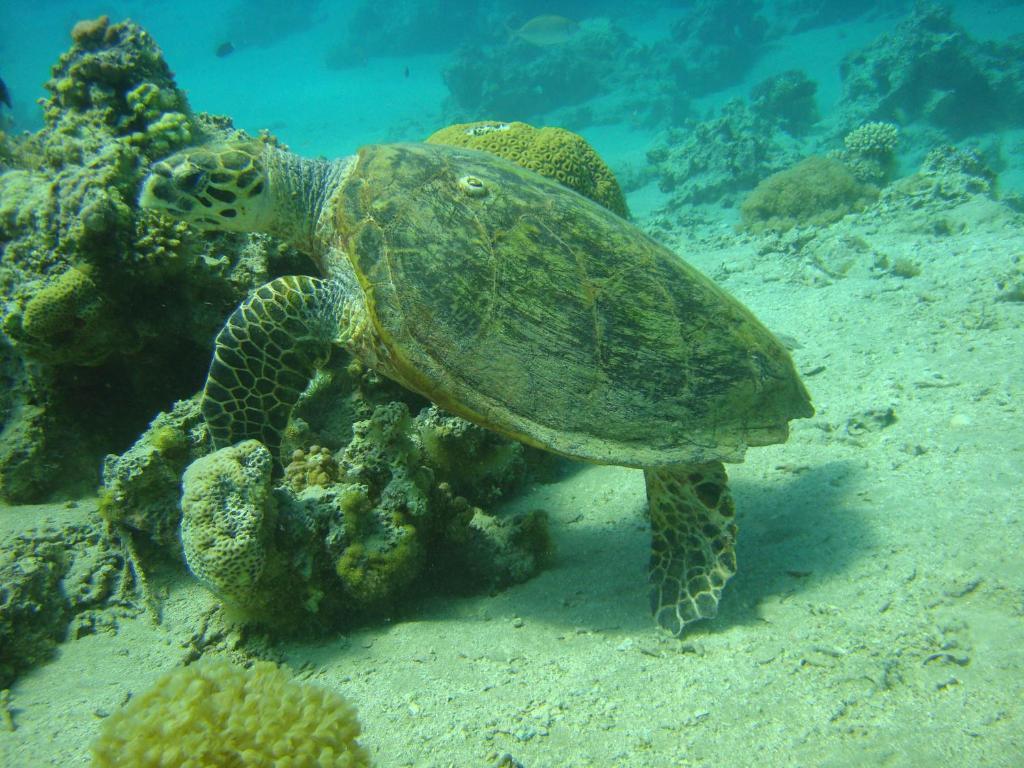 Hotel Red Sea Dive Center à Aqaba Extérieur photo