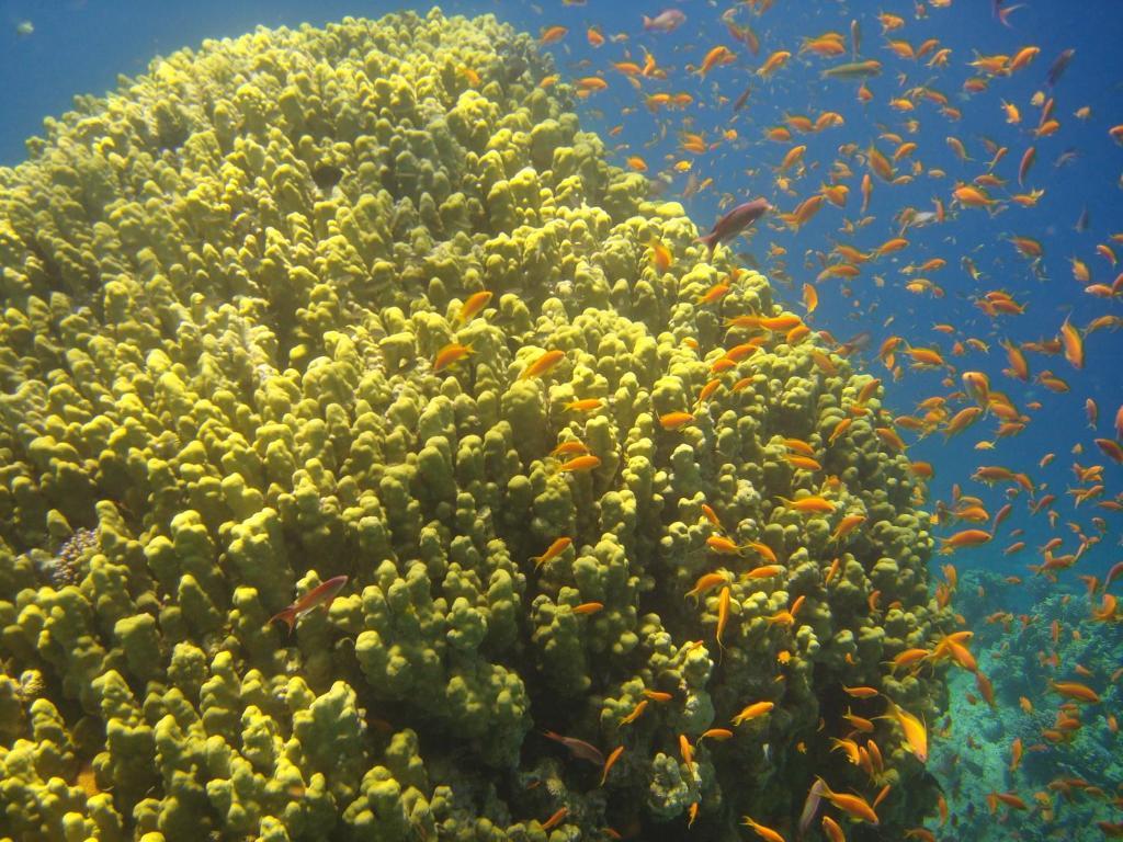 Hotel Red Sea Dive Center à Aqaba Extérieur photo