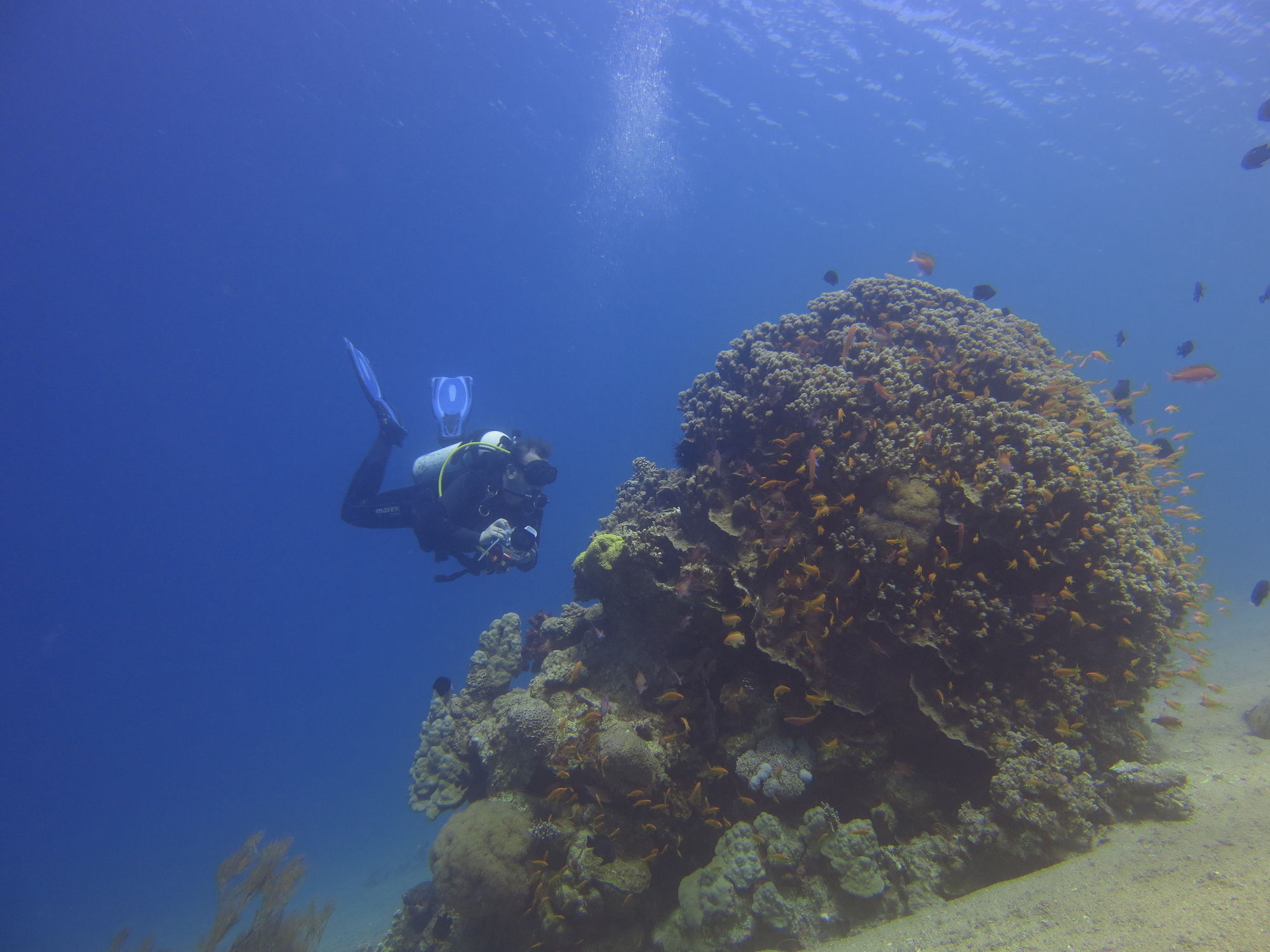 Hotel Red Sea Dive Center à Aqaba Extérieur photo