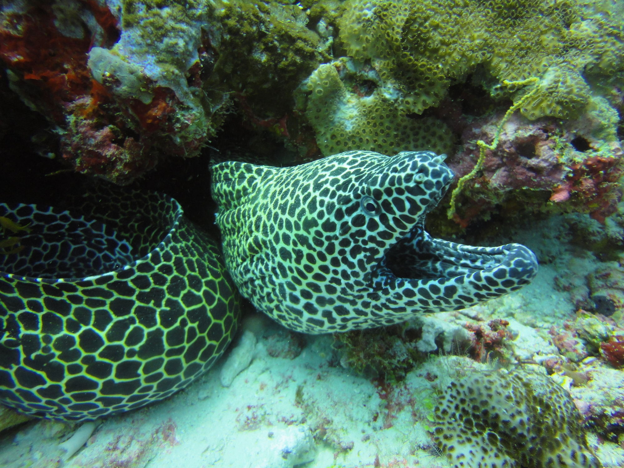 Hotel Red Sea Dive Center à Aqaba Extérieur photo